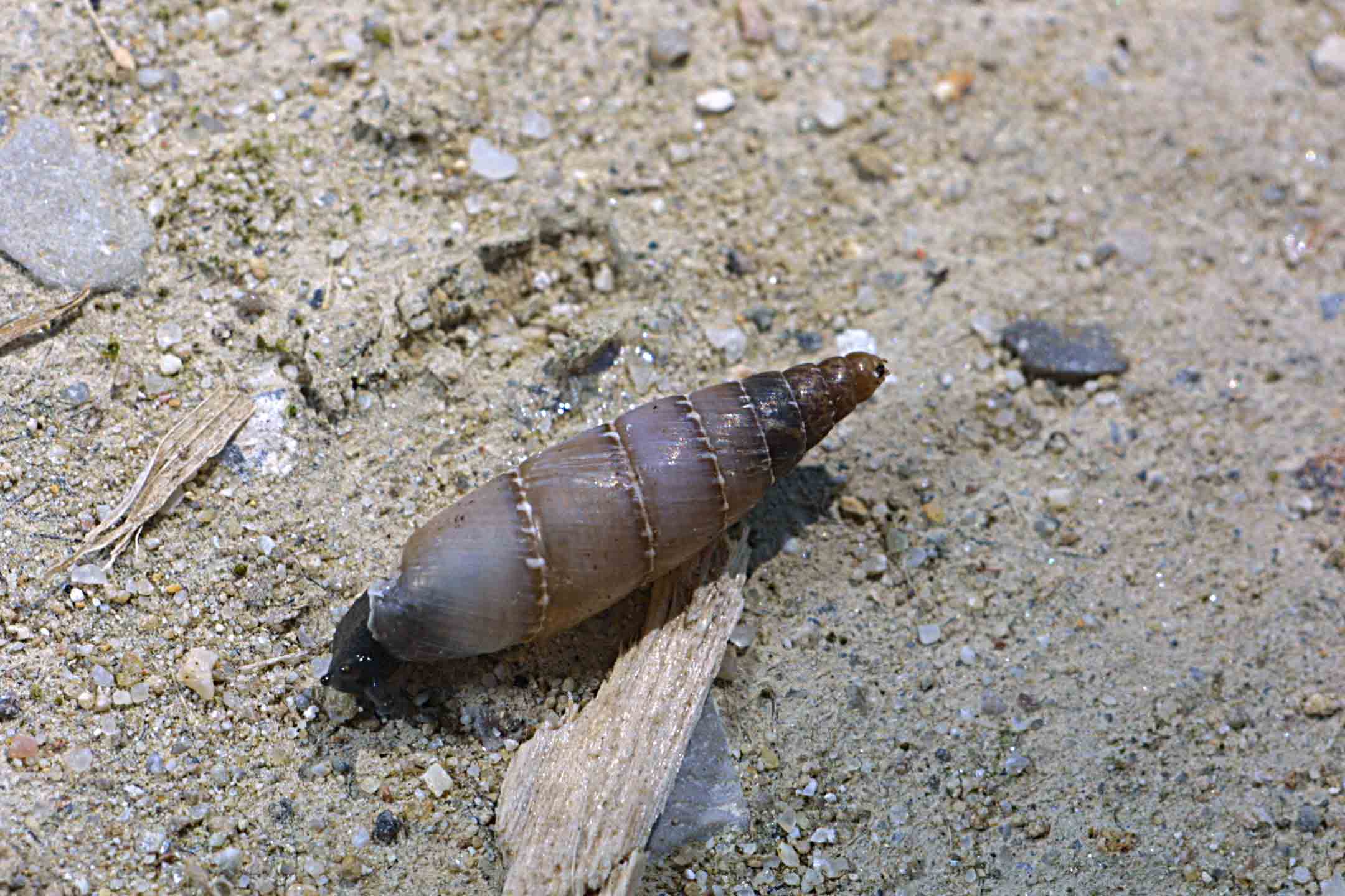 Leucostigma candidescens